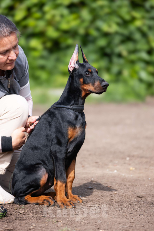 Собаки в Клине: Сука, лимонная лента Девочка, 150 000 руб. - фото 3