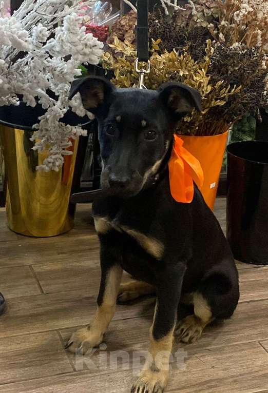 Собаки в Владимире: Айа, 4 месяца, метис  Девочка, Бесплатно - фото 4