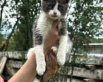 Кошки в Калуге: Котёнок Мальчик, Бесплатно - фото 2