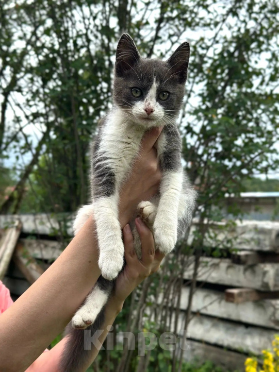 Кошки в Калуге: Котёнок Мальчик, Бесплатно - фото 2