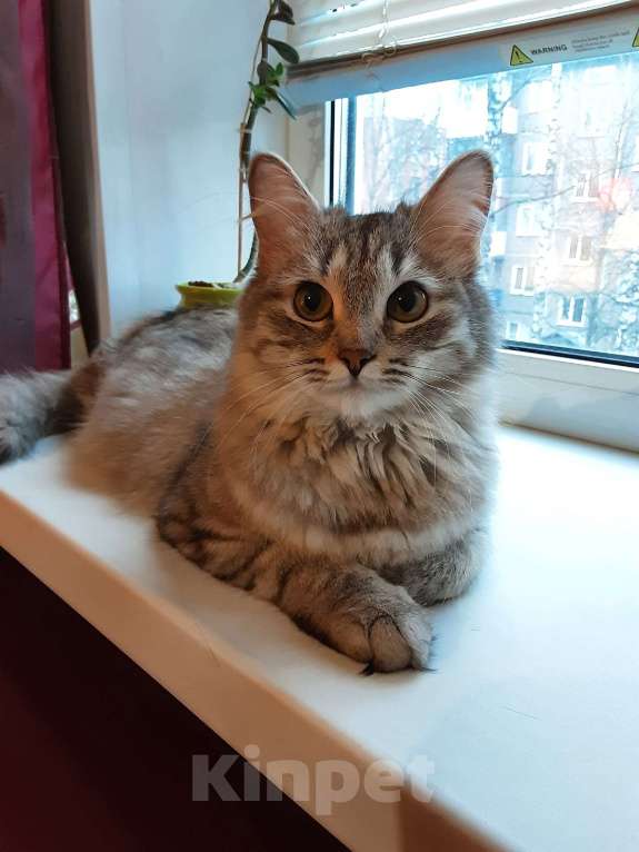 Кошки в Орле: Отдам кошечку в добрые руки Девочка, Бесплатно - фото 3