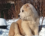 Собаки в Пскове: Среднеазиатская овчарка щенок алабай Девочка, 45 000 руб. - фото 1