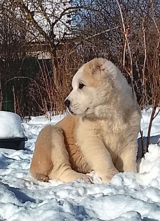 Собаки в Пскове: Среднеазиатская овчарка щенок алабай Девочка, 45 000 руб. - фото 1
