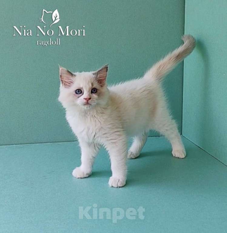 Кошки в Пензе: Котёнок девочка породы Рэгдолл - Beatrice Девочка, 65 000 руб. - фото 6