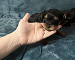 Собаки в Михайловске: Продам щенка Мальчик, 15 000 руб. - фото 3