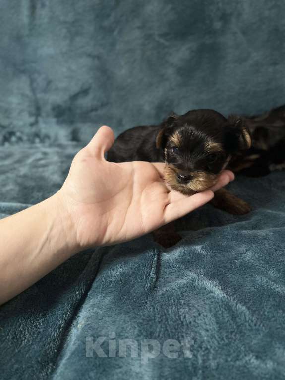 Собаки в Михайловске: Продам щенка Мальчик, 15 000 руб. - фото 3