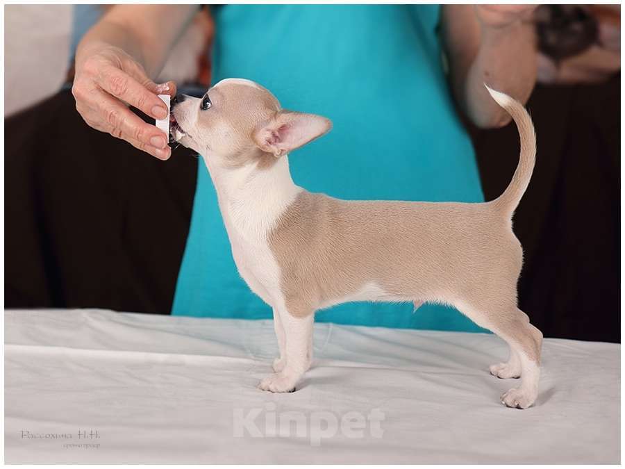 Собаки в Москве: Голубо-палевый мальчик чихуахуа Мальчик, Бесплатно - фото 1