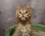 Кошки в Москве: Котята Мейн-кун Мальчик, 35 000 руб. - фото 3