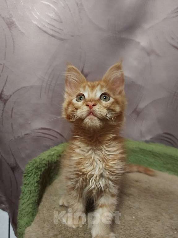 Кошки в Москве: Котята Мейн-кун Мальчик, 35 000 руб. - фото 3