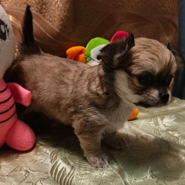 Собаки в Москве: Чихуахуа мальчик  Мальчик, 17 000 руб. - фото 4