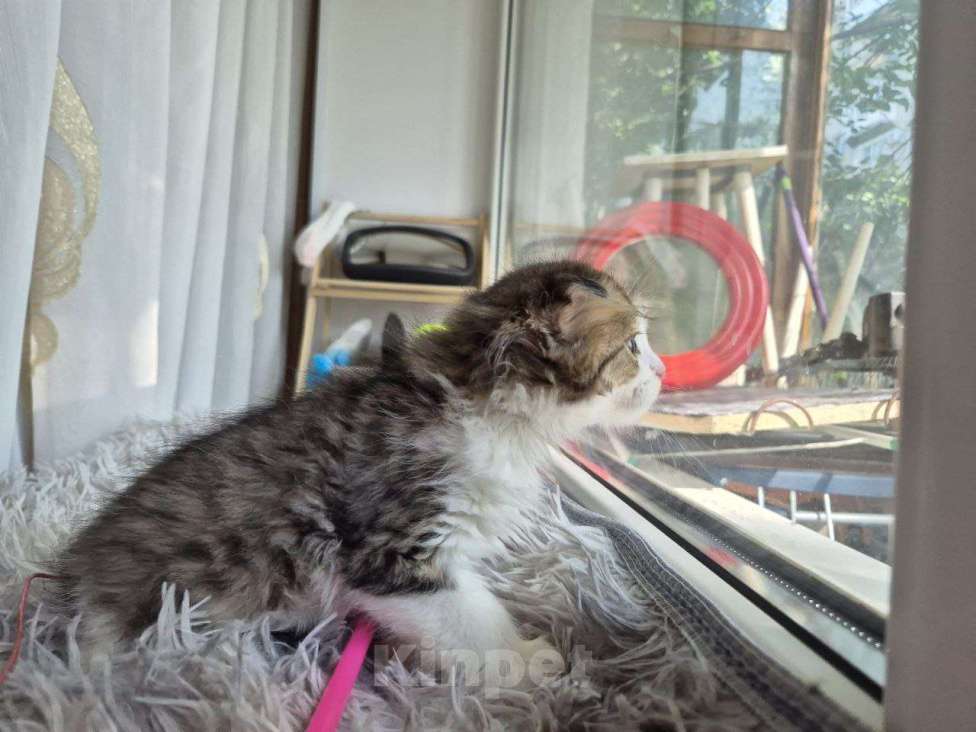 Кошки в Саратове: Котёнок  Мальчик, Бесплатно - фото 5