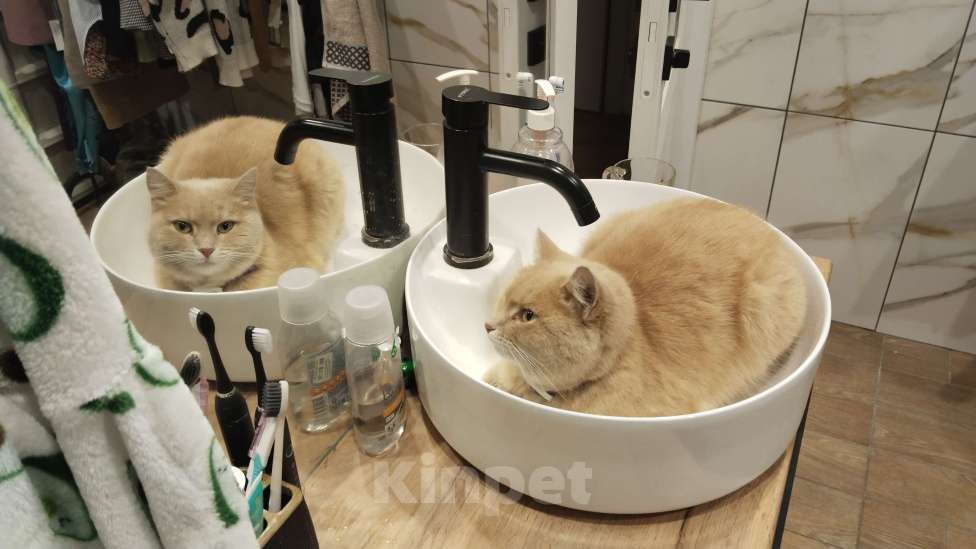 Кошки в Тольятти: Пропала кошка Девочка, 10 000 руб. - фото 3