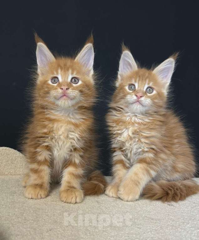 Кошки в Екатеринбурге: Красные мраморные мальчики Мальчик, 50 000 руб. - фото 8