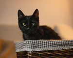Кошки в Москве: Ласковый черный котенок-мальчик Мальчик, Бесплатно - фото 4