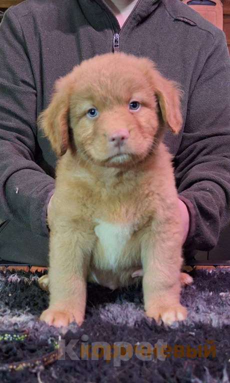 Собаки в Екатеринбурге: Новошотландский ретривер Девочка, 80 000 руб. - фото 4