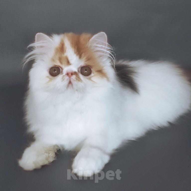 Кошки в Новосибирске: Персидская кошечка  Девочка, 40 000 руб. - фото 5