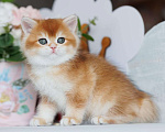 Кошки в Владивостоке: Британский золотистый котенок Мальчик, 80 000 руб. - фото 3