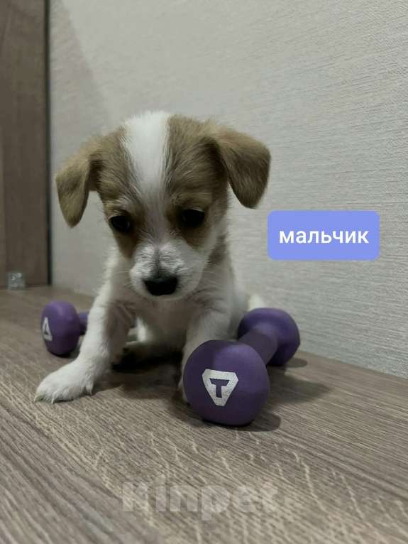 Собаки в Красноярске: Щенок джек Рассел терьер мальчик Мальчик, 18 000 руб. - фото 1