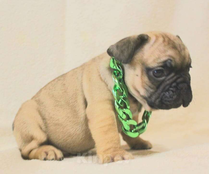 Собаки в Москве: Щенки Французики Мальчик, 130 000 руб. - фото 2