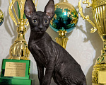 Кошки в Санкт-Петербурге: Черный котенок корниш -рекс Мальчик, 60 000 руб. - фото 2