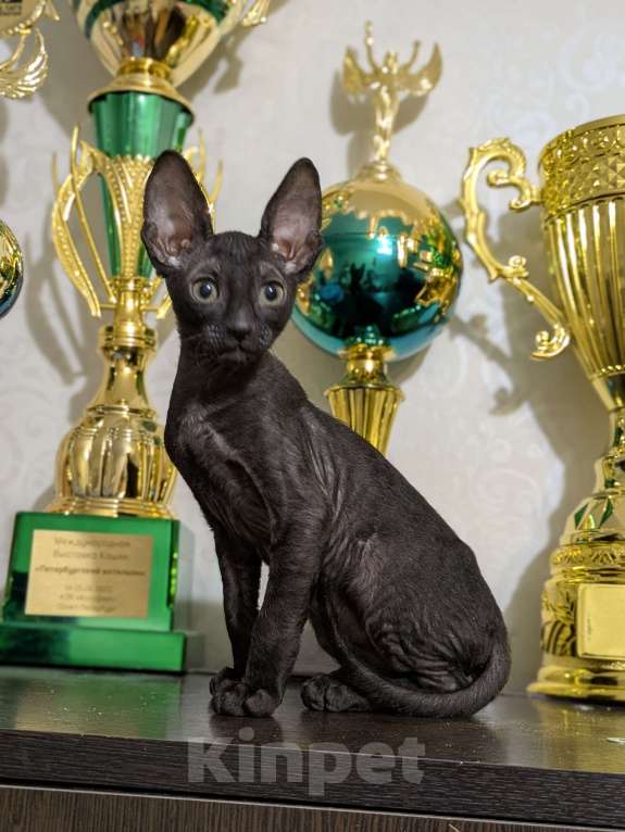 Кошки в Санкт-Петербурге: Черный котенок корниш -рекс Мальчик, 60 000 руб. - фото 2