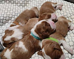 Собаки в Владимире: Щенки Кавалер Кинг Чарльз Спаниеля РКФ Мальчик, 90 000 руб. - фото 5