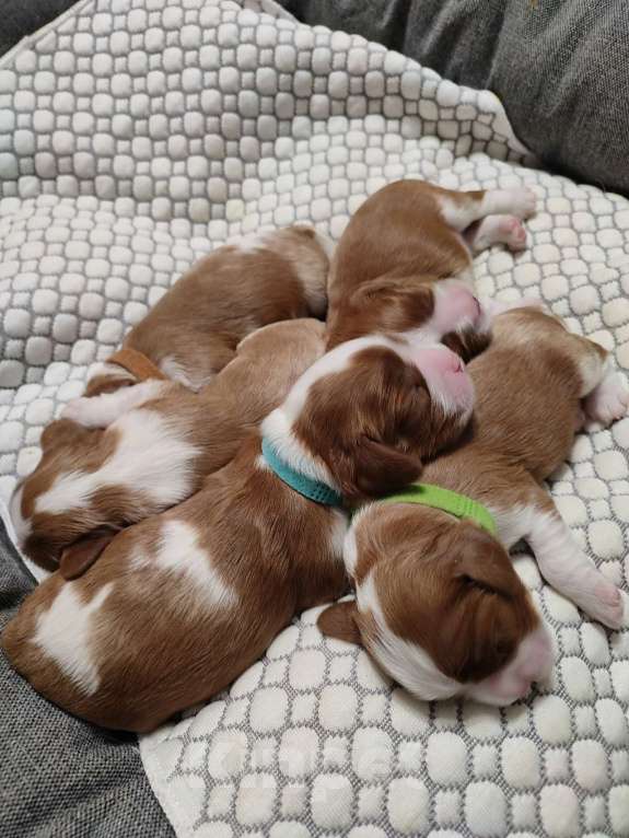 Собаки в Владимире: Щенки Кавалер Кинг Чарльз Спаниеля РКФ Мальчик, 90 000 руб. - фото 5