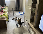 Собаки в Раменском: Малыш йорк Мальчик, 20 000 руб. - фото 2