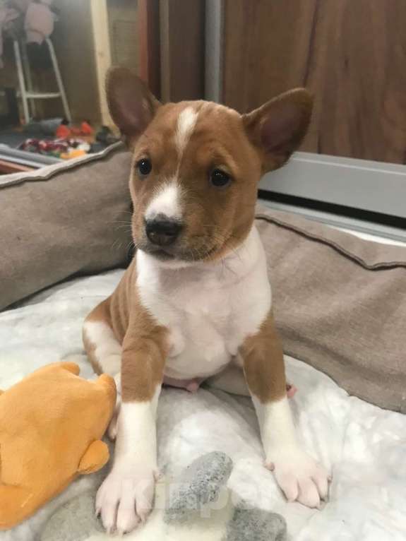 Собаки в Санкт-Петербурге: Щенки басенджи Мальчик, 75 000 руб. - фото 1