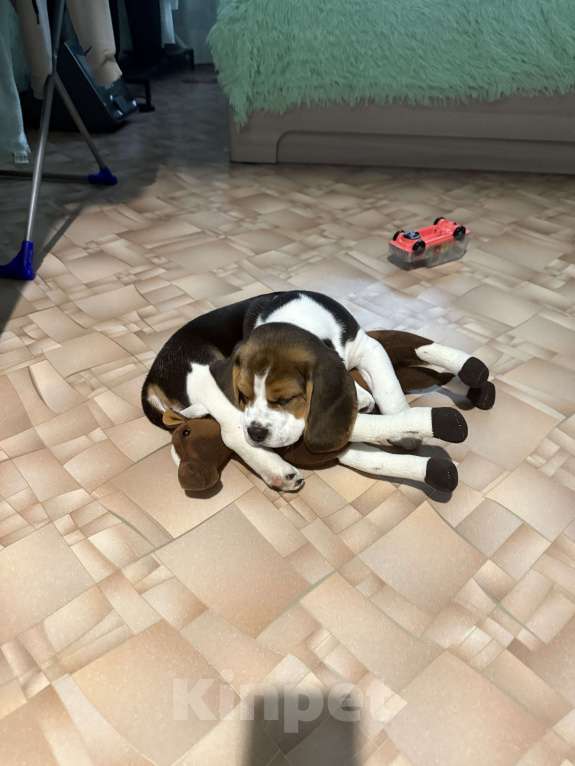 Собаки в Оренбурге: Продам доброго щенка Мальчик, 25 000 руб. - фото 3