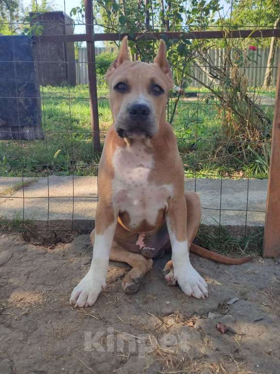 Собаки в Самаре: Очаровательный мальчик амстафф Мальчик, 80 000 руб. - фото 2