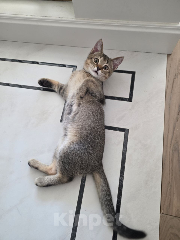 Кошки в Москве: Котик Чили ищет дом Мальчик, Бесплатно - фото 3