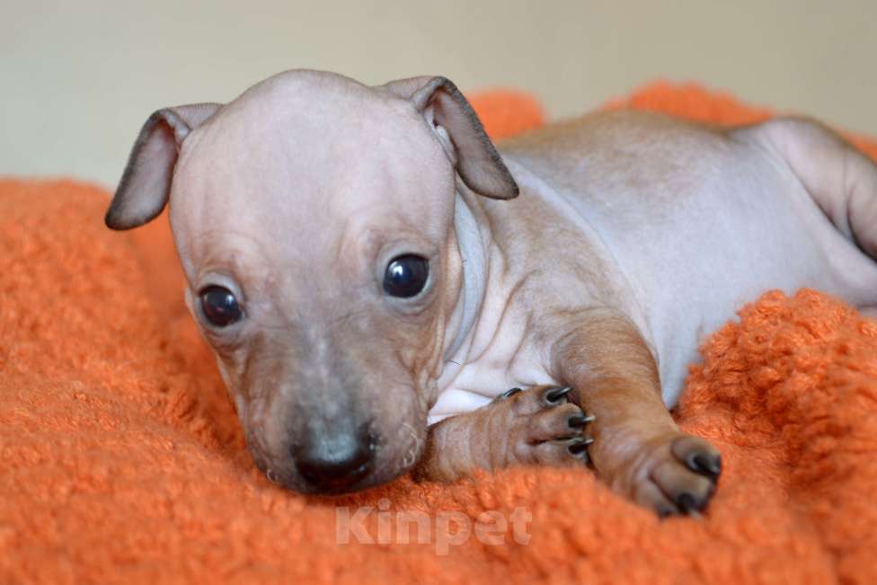 Собаки в Москве: Красно-соболиная девочка агт Девочка, 70 руб. - фото 3