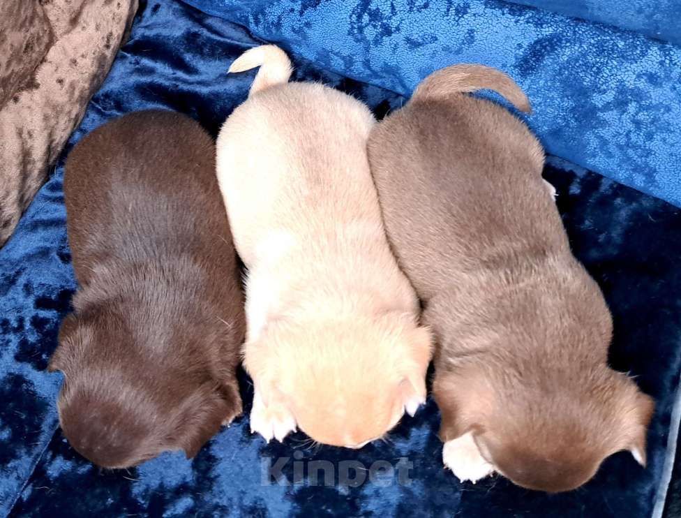 Собаки в Москве: Амур Мальчик, 40 000 руб. - фото 3