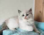 Кошки в Москве: котик рэгдолл Мальчик, 60 000 руб. - фото 1