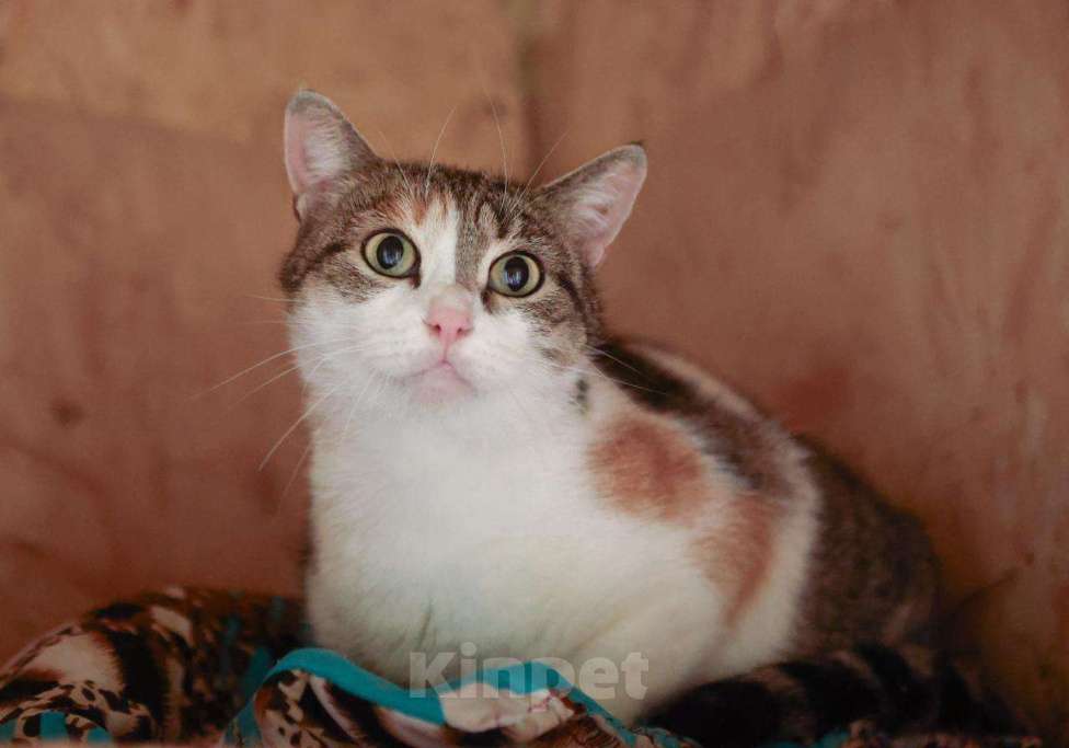 Кошки в Москве: Тургеневская потеряша в центре Девочка, Бесплатно - фото 3