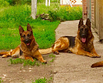 Собаки в Саранске: Щенки немцы, 10 000 руб. - фото 1