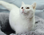 Кошки в Усинске: Кошка белая, Бесплатно - фото 3
