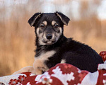 Собаки в Москве: Щенки коротколапики от маленькой собачки, 1 руб. - фото 2