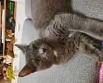 Кошки в Набережных Челнах: Отдам в добрые руки  кота  Мальчик, 1 руб. - фото 7
