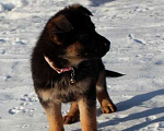 Собаки в Новосибирске: Помёт рож. 17.11.23 Девочка, 35 000 руб. - фото 3