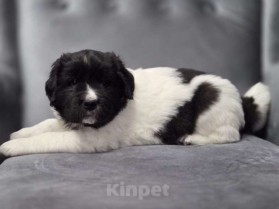 Собаки в других городах Московской области: Ландсир Девочка, 150 000 руб. - фото 6