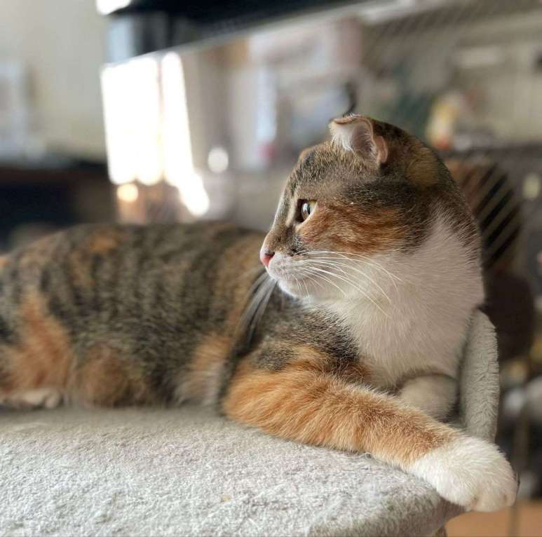 Кошки в Москве: Шотландская трехцветочка Веснушка ищет дом! Девочка, Бесплатно - фото 3