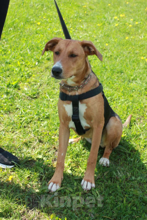 Собаки в других городах Московской области: Лика. Похожа на русскую гончую. В добрые руки Девочка, Бесплатно - фото 3