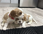 Собаки в Санкт-Петербурге: Кавалер Кинг Чарльз спаниель Мальчик, 65 000 руб. - фото 3