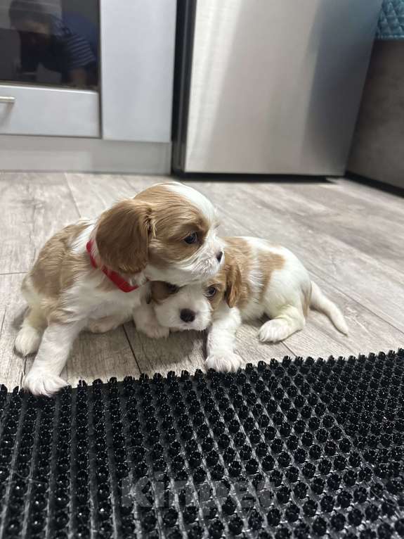 Собаки в Санкт-Петербурге: Кавалер Кинг Чарльз спаниель Мальчик, 65 000 руб. - фото 3
