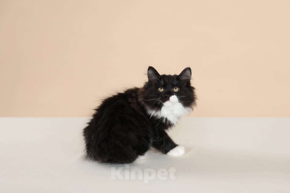 Кошки в Серпухове: Хмель Русские Цветы Курильский Бобтейл Мальчик, 90 000 руб. - фото 4