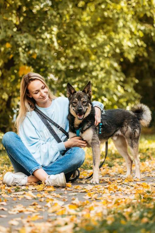 Собаки в Москве: Бубоня - микс добродушия и нежности, в поиске семьи ! Мальчик, Бесплатно - фото 7