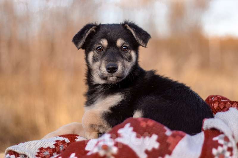 Собаки в Москве: Щенки коротколапики от маленькой собачки, 1 руб. - фото 2