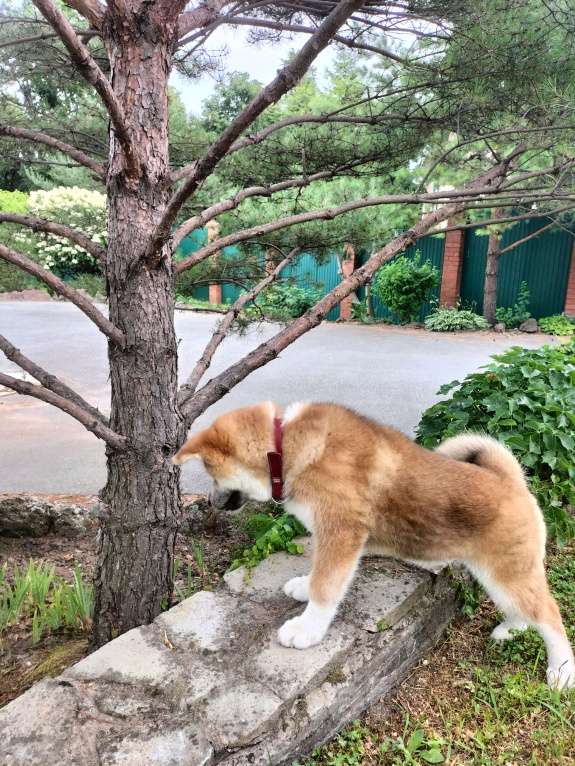 Собаки в Владивостоке: Щенок девочка.Все прививки сделаны по возрасту, клеймо метрика. Девочка, Бесплатно - фото 3